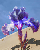 Purple iris flower in the desert representing the iris note in Khamrah Waha by Lattafa